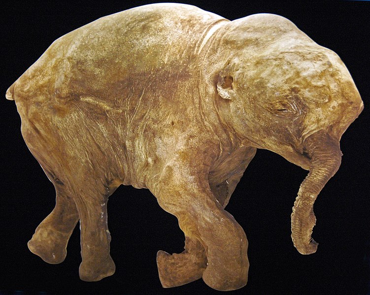 mammoth.jpg