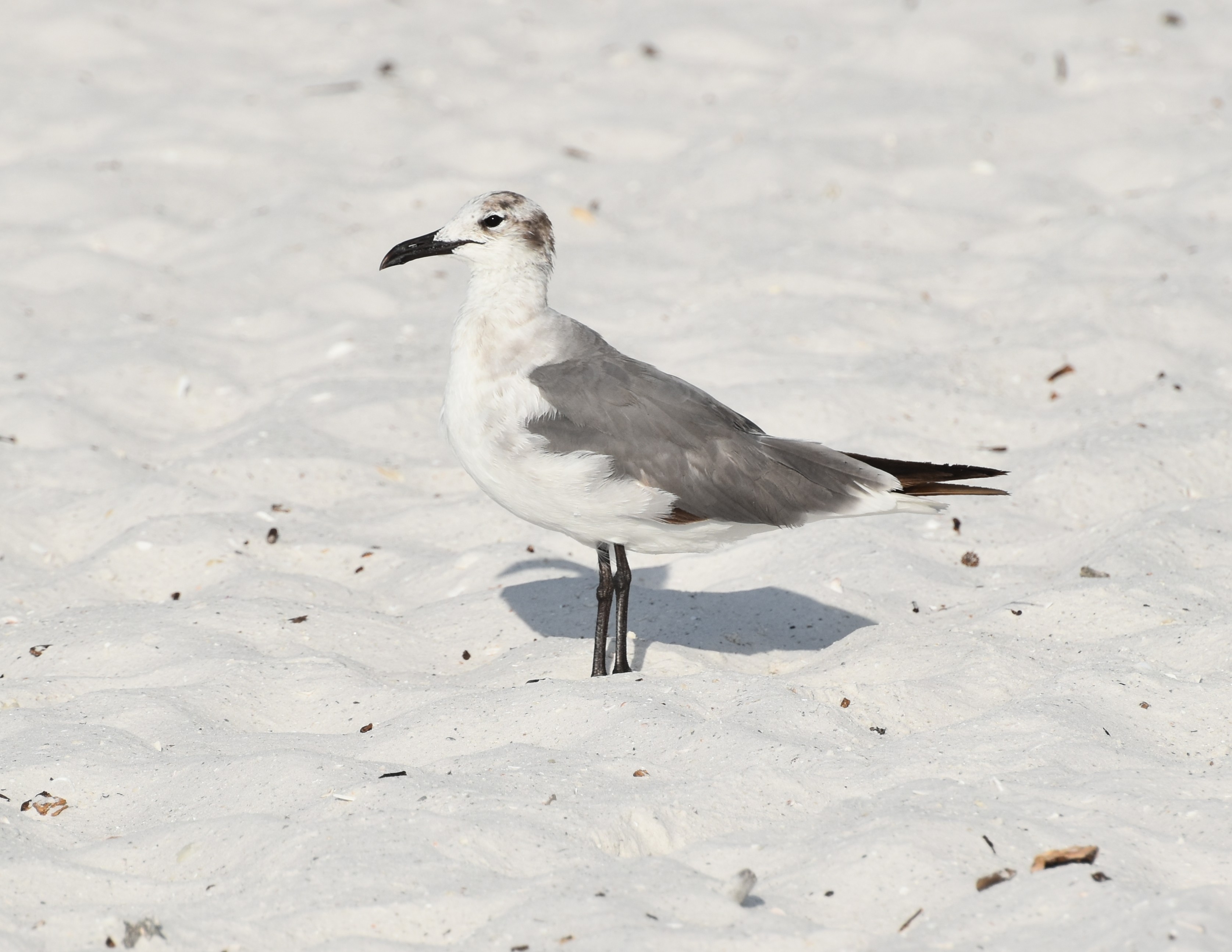 LaughingGull,NonbreedingAdult.JPG