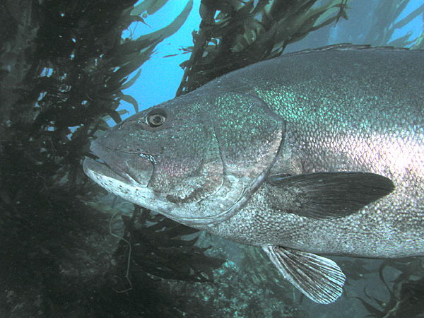 fish.png