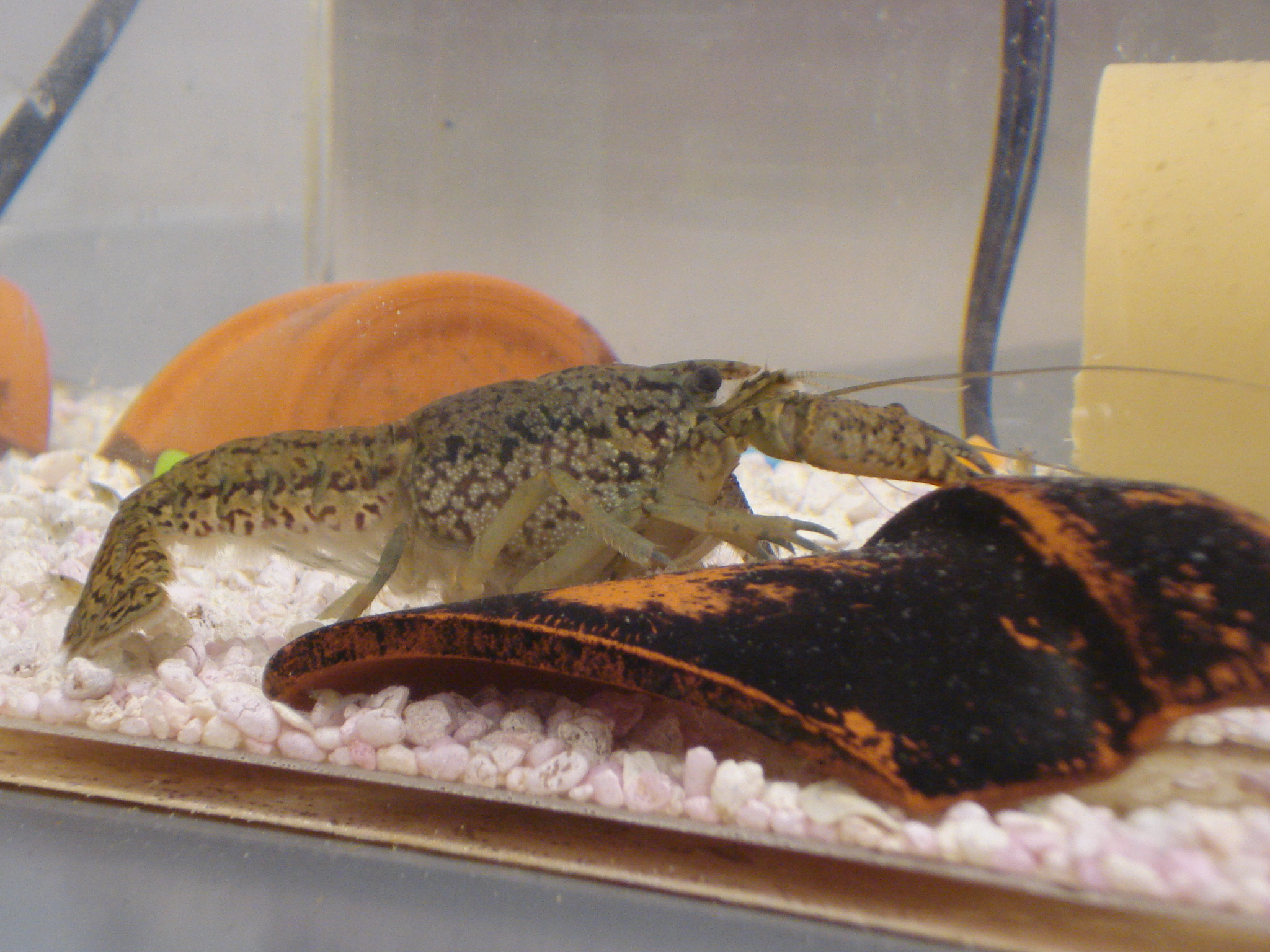 Procambarus_fallax_forma_virginalis.jpg
