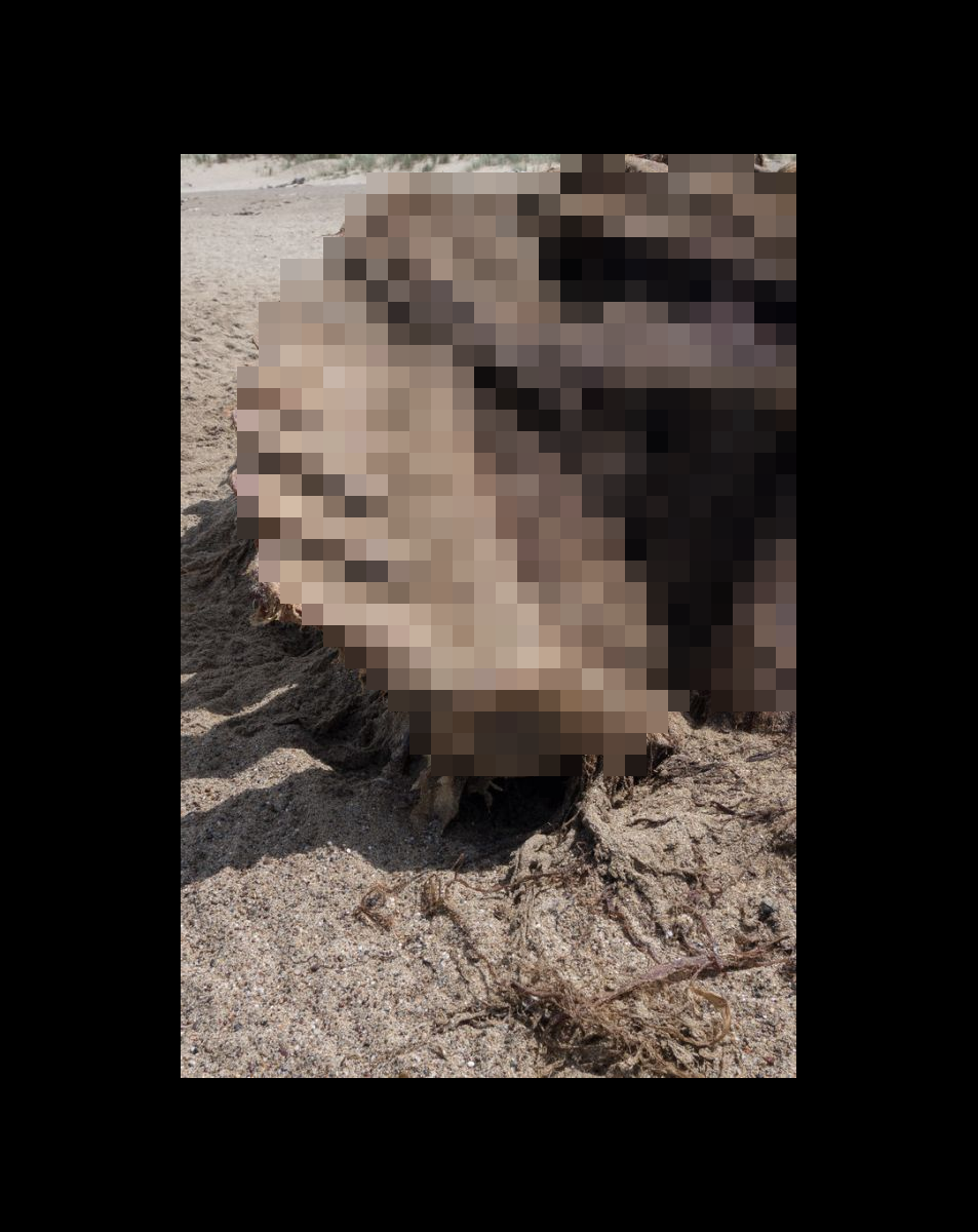fossil.png