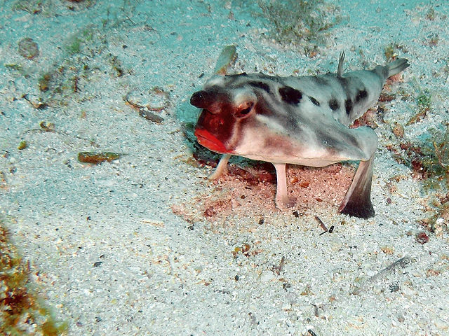 fish3.jpg