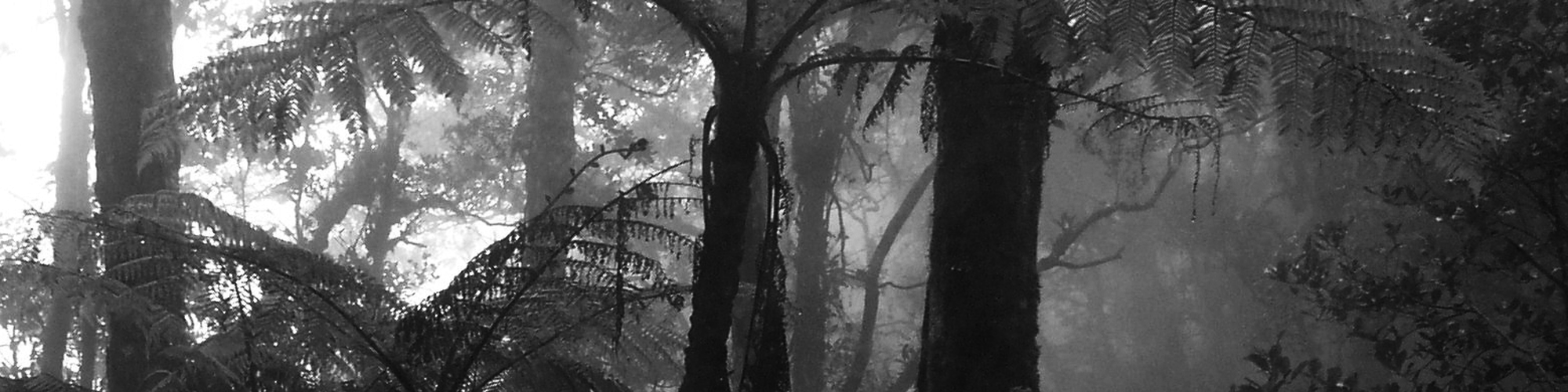 forest.png