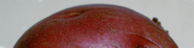 tater-tot.png