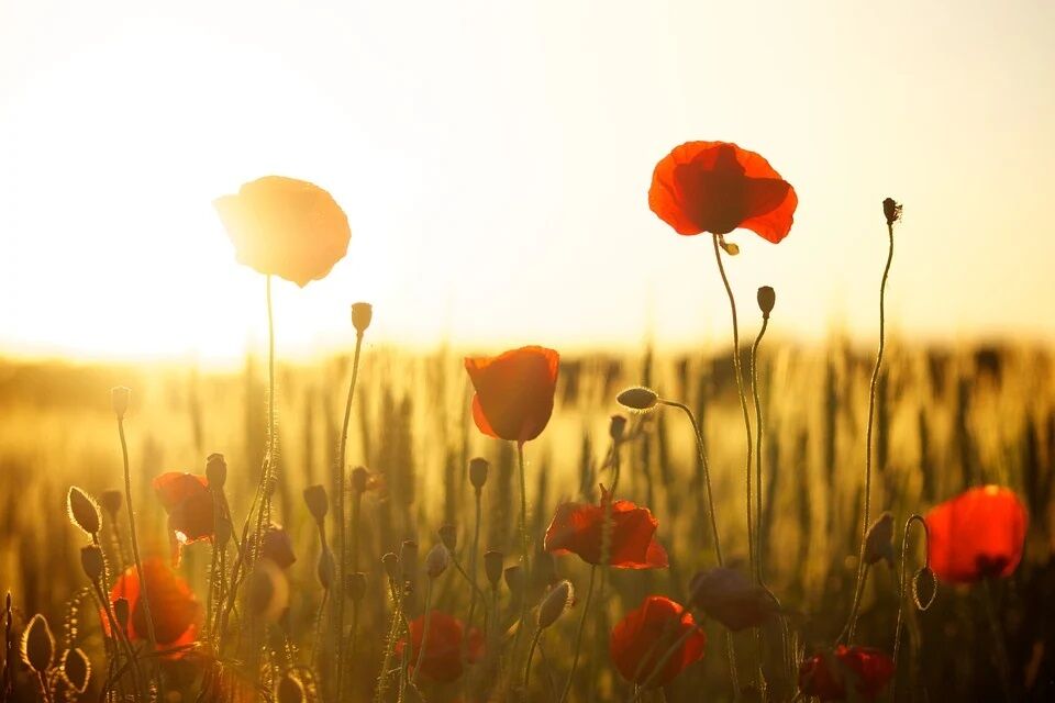 poppies.jpg