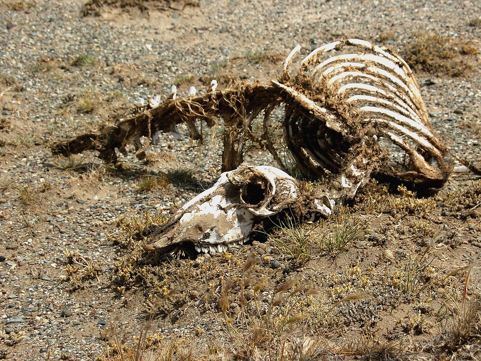 carcass-1474290_960_720.jpg