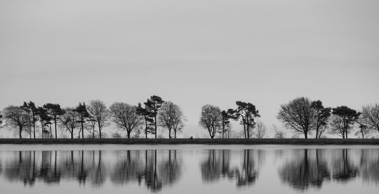 trees-6118877_1280.jpg