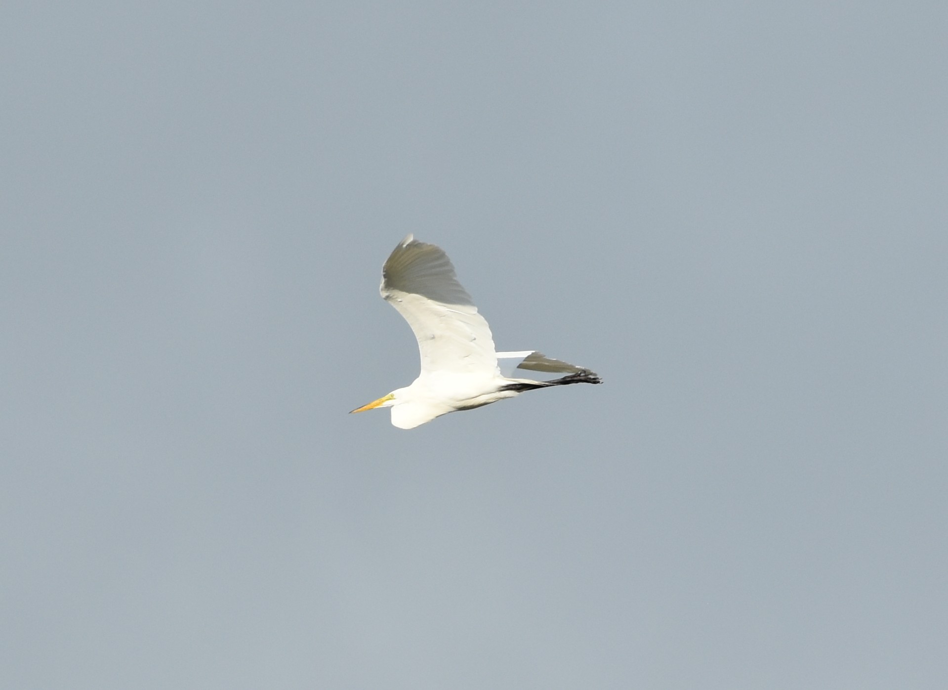 GreatEgret,Adult.JPG