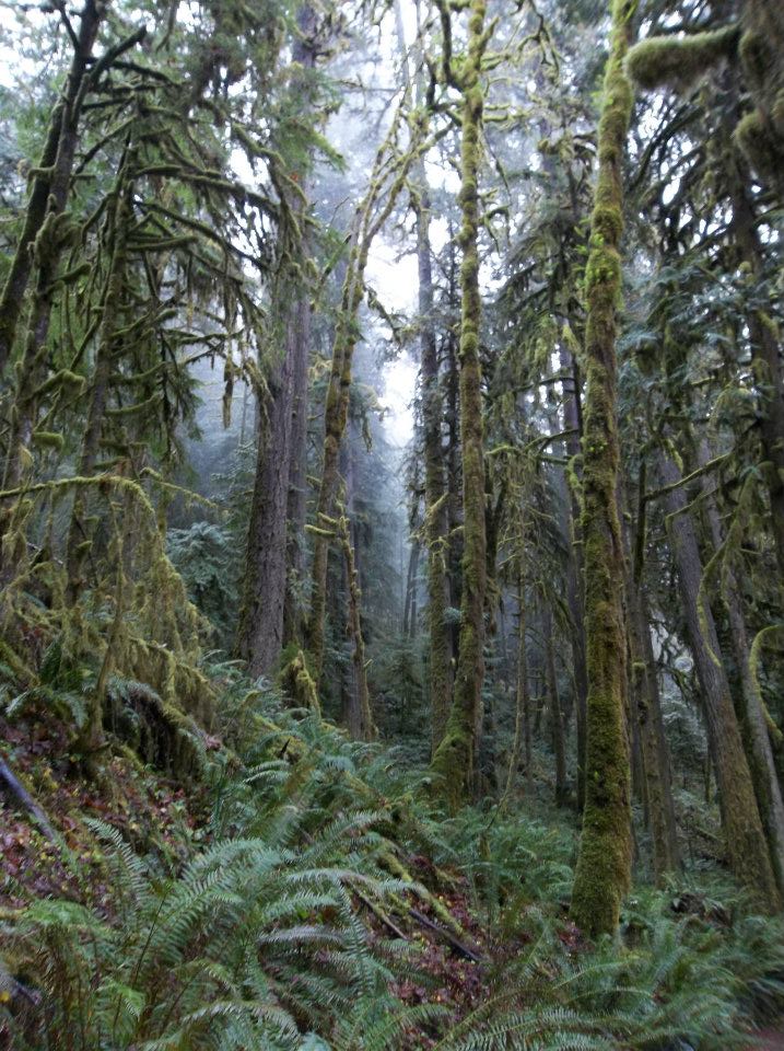 forest