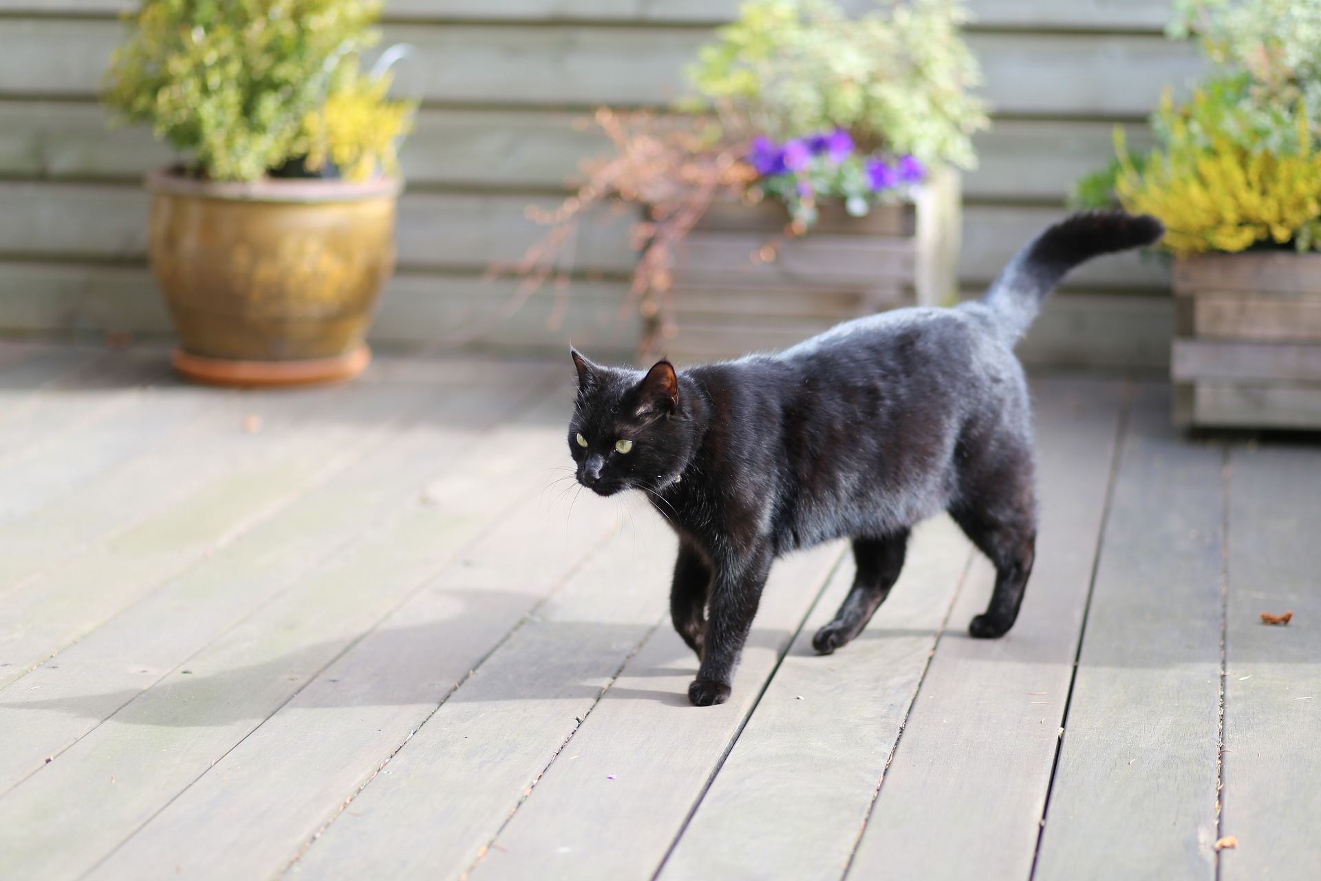 Cat-1