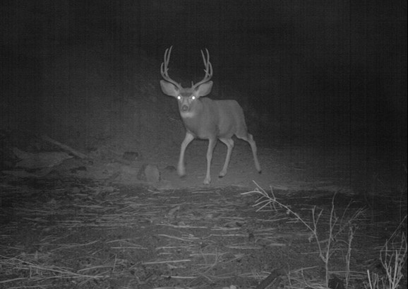 spookydeer.jpg