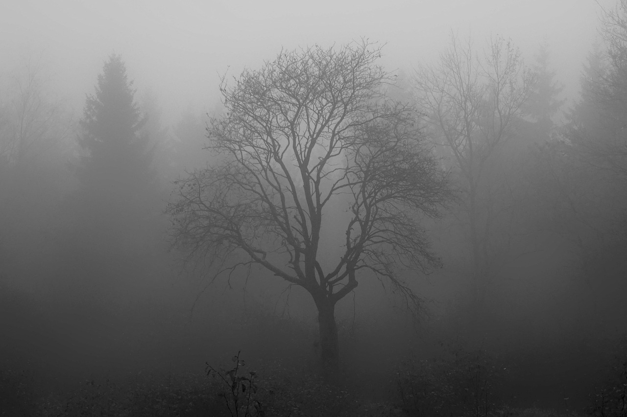 tree-1031814_1280.jpg