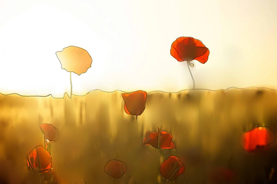 poppies2.jpg