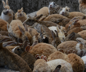 rabbits.png