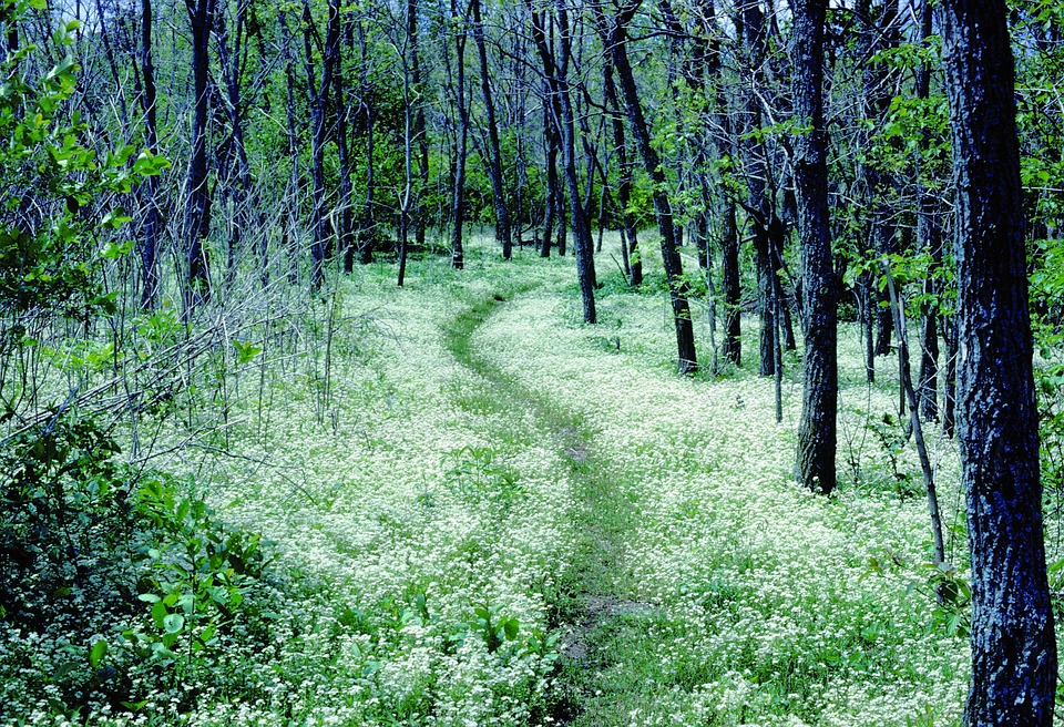 forest