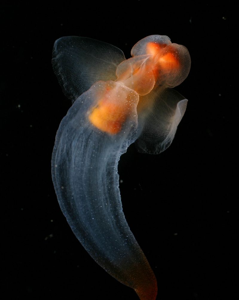 scp-1170-ru-1