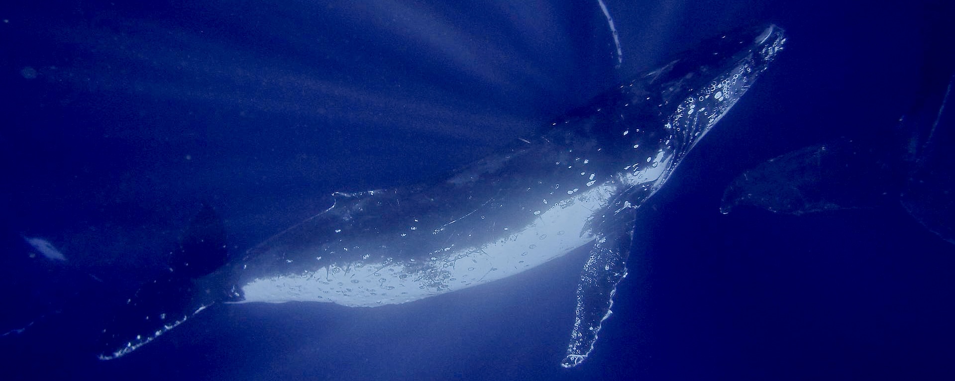 whale.jpg