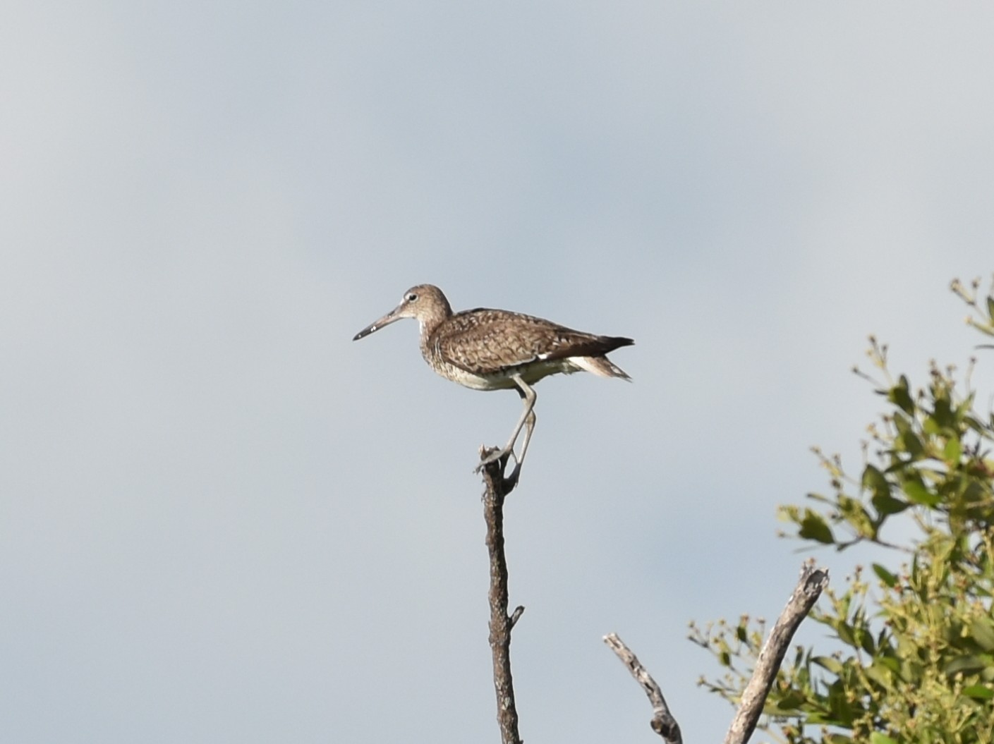 Willet,EasternBreedingAdult.JPG