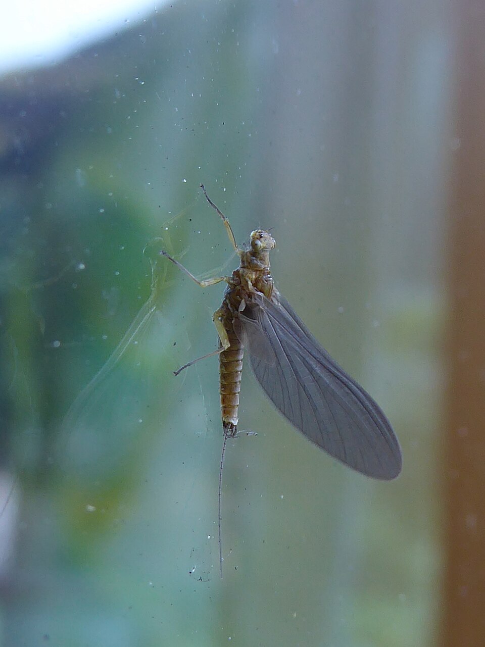 Unidentified_Ephemeroptera_San_Tomaso_01.jpg