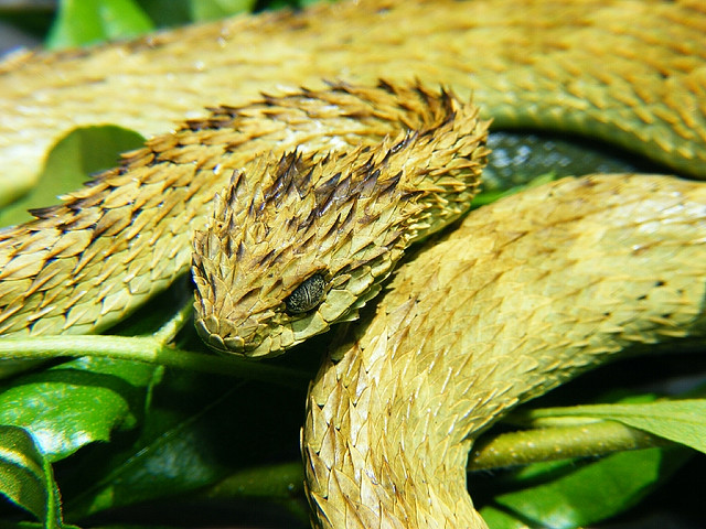 atheris