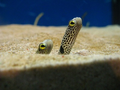 eel2.jpg
