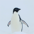 adelle.png