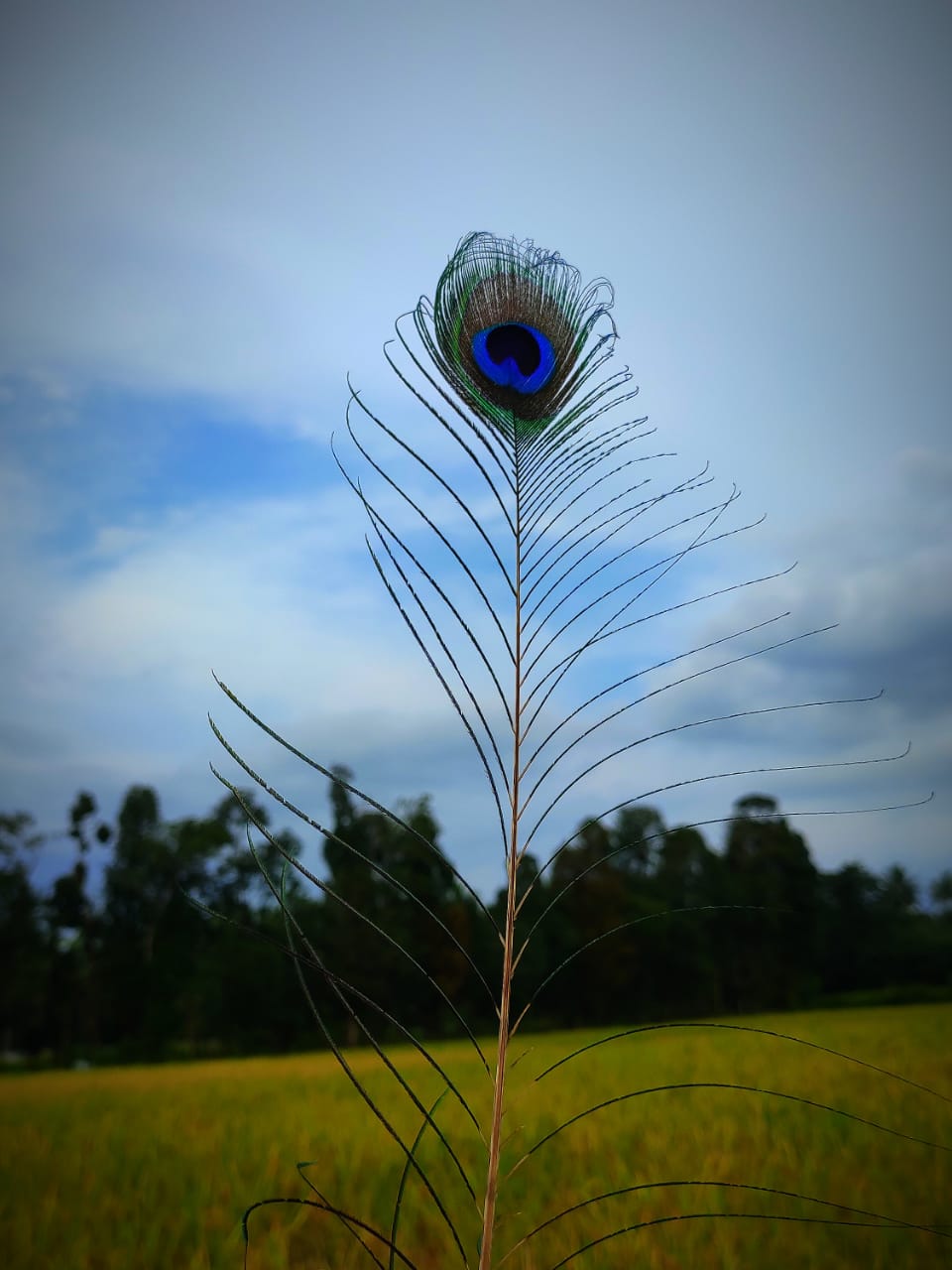 Peacock_feather.jpg
