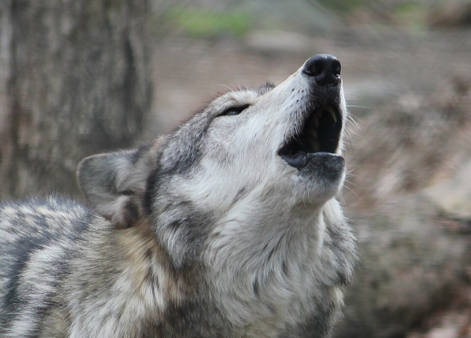 9013wolf