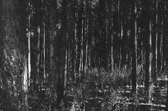 foret48.png