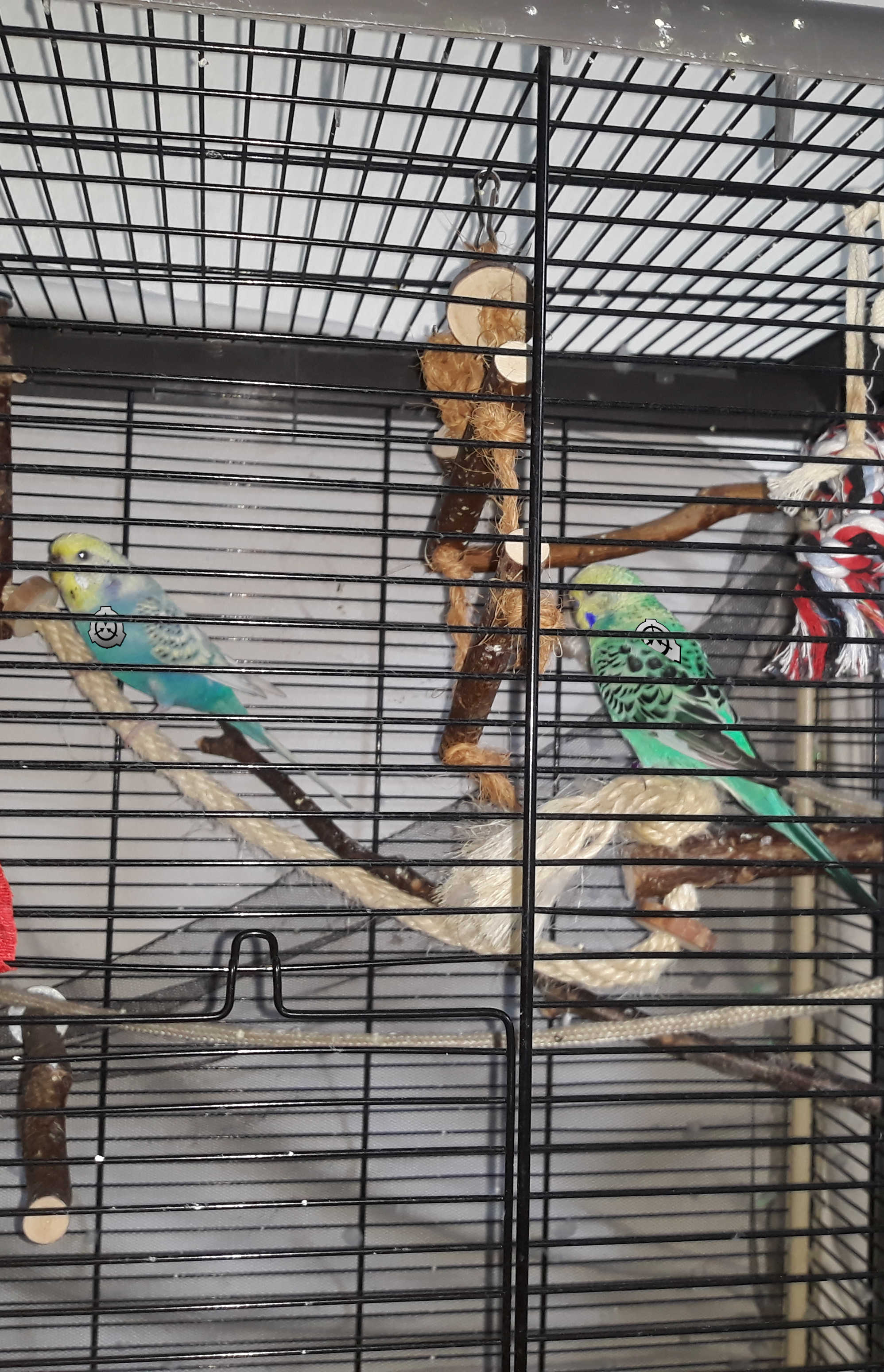 bird.jpg