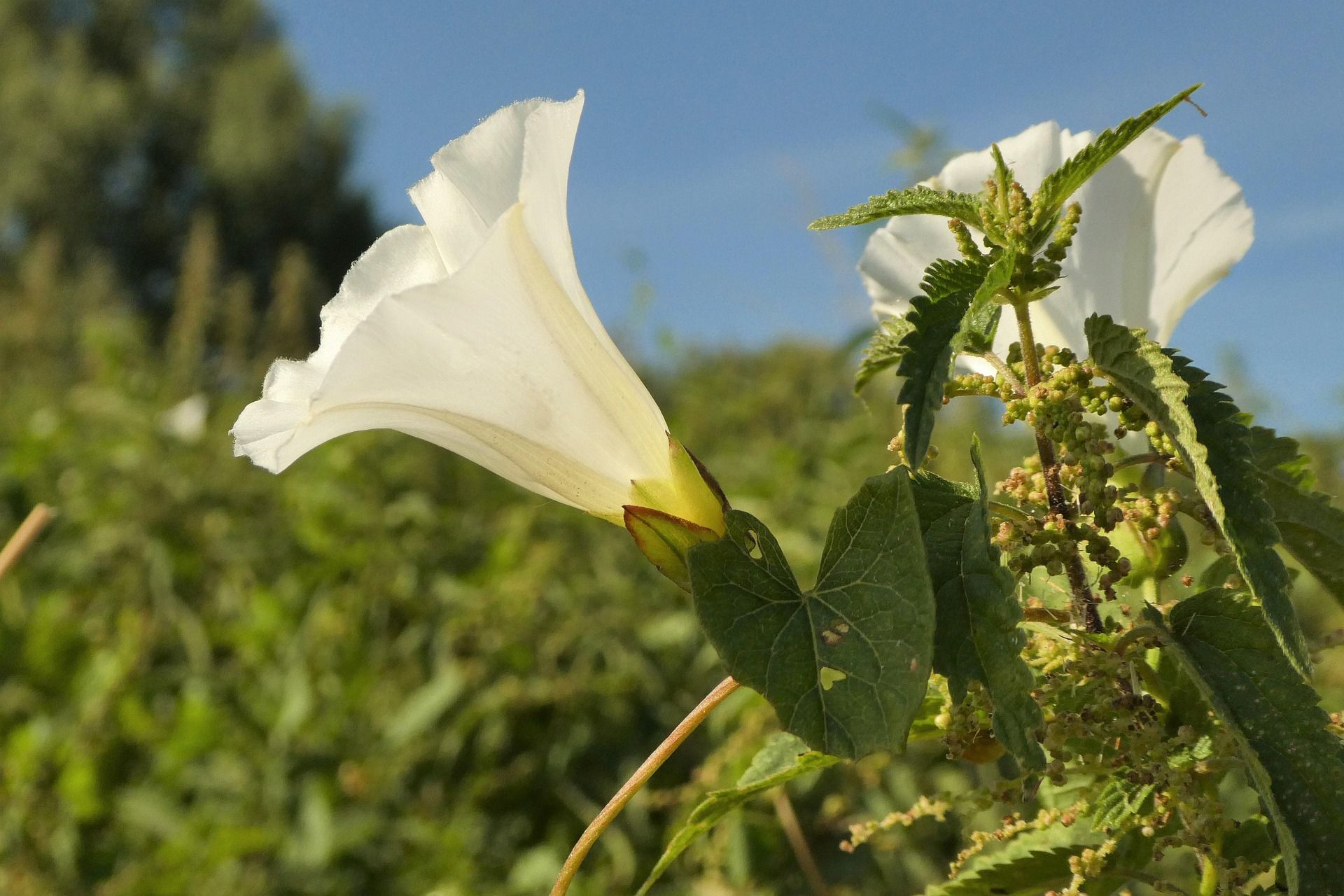 thorn-apple-7334384_1920.jpg