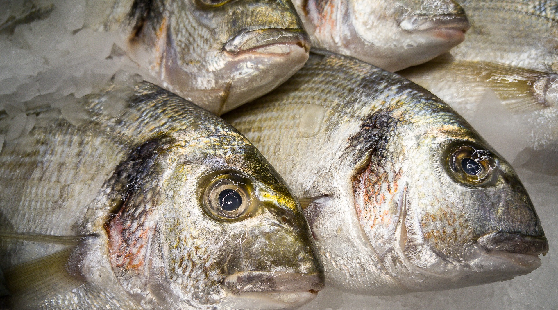 fish-1387829_1920.jpg