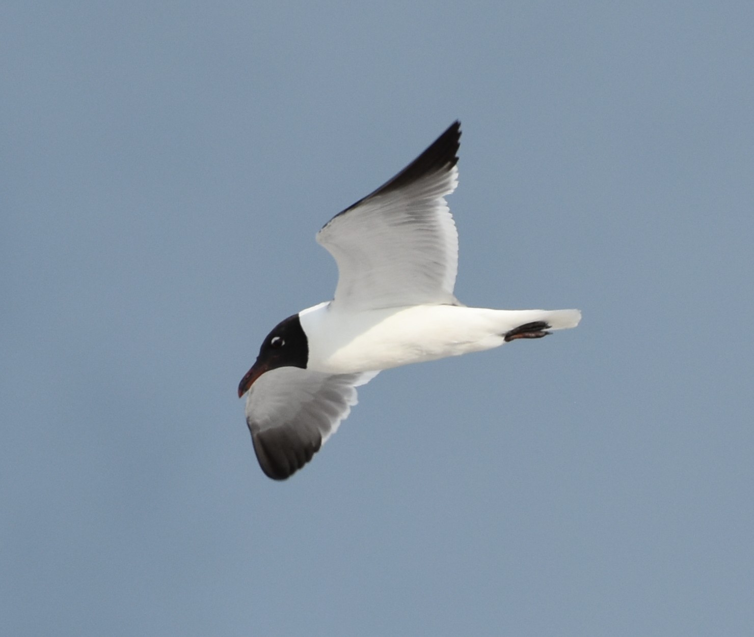 LaughingGull,BreedingAdult,Flight.JPG