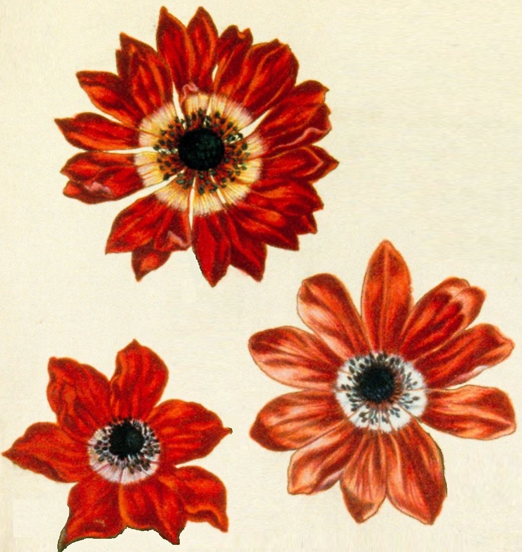 Illustrations_de_Le_Jardin_du_très_chrestien_Henry_IV.f04.jpg