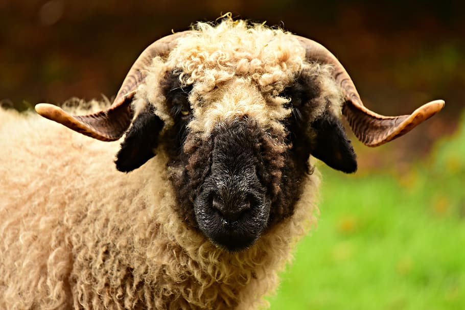 sheep.jpg