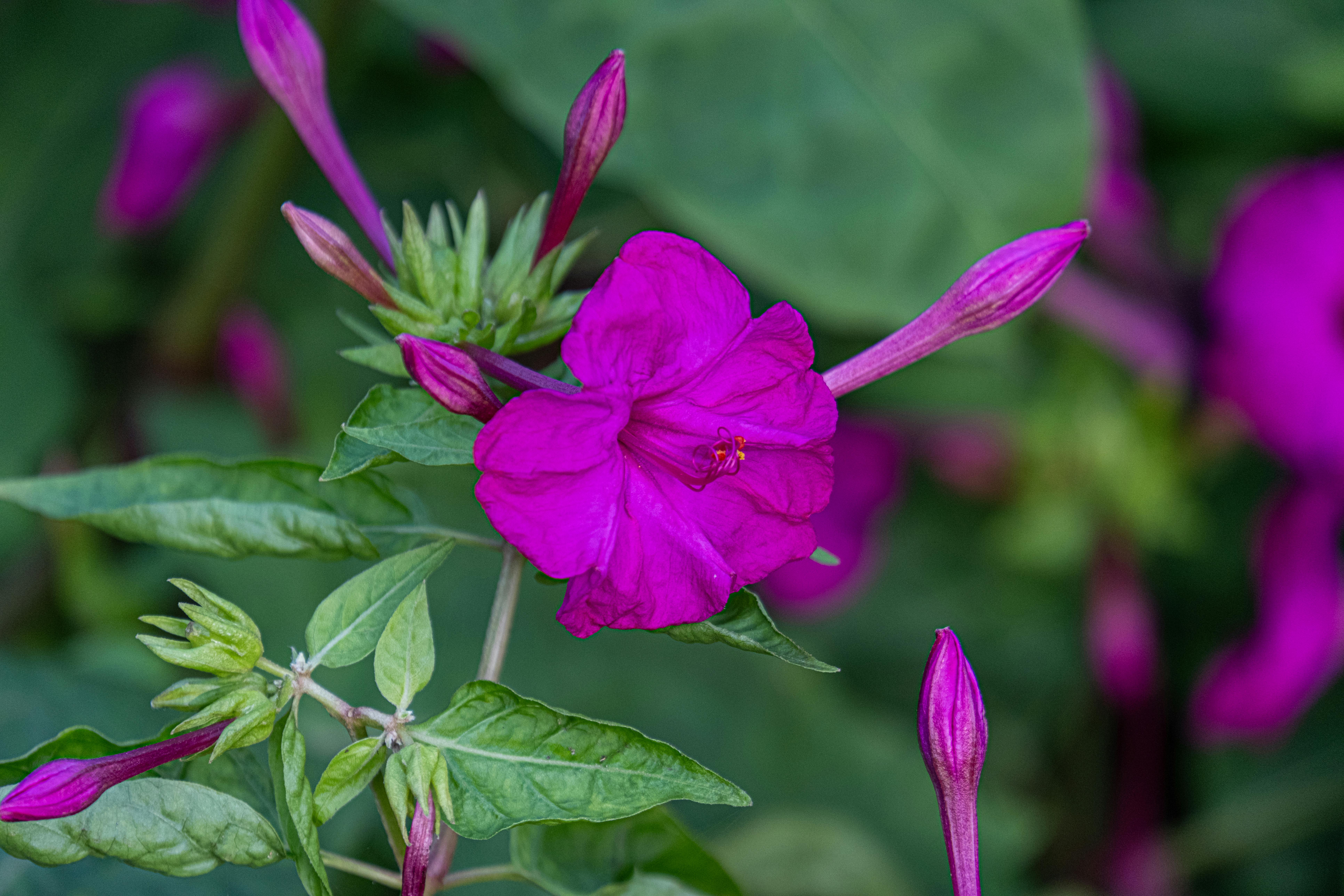 晚饭花