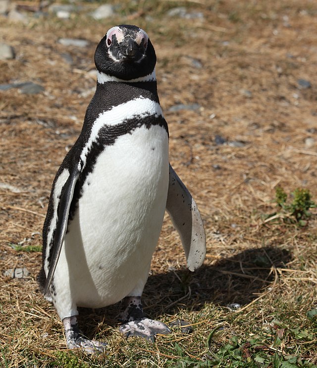 penguin.jpg