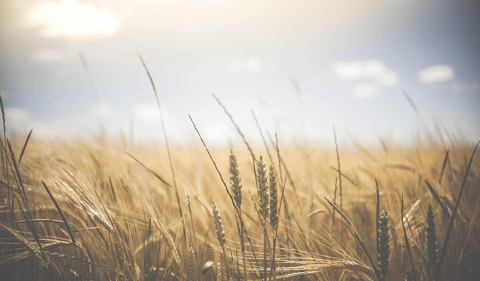 wheat-1845835_960_720.jpg
