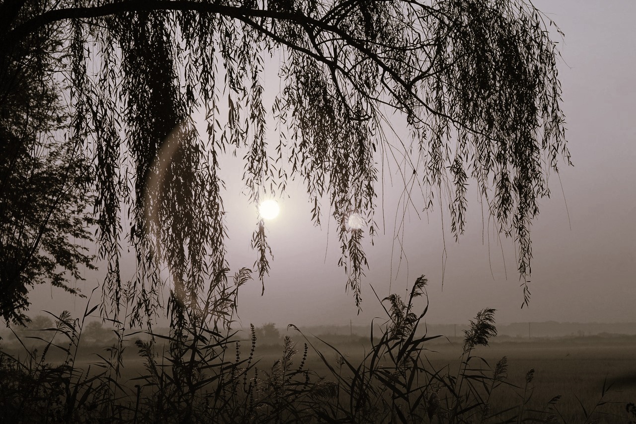 sunrise-2440038_1280.jpg
