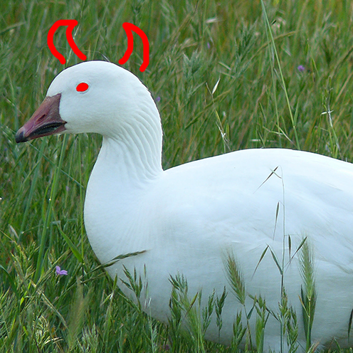 ZARGOTH.png