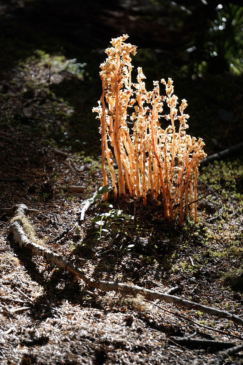 coralroot.jpg