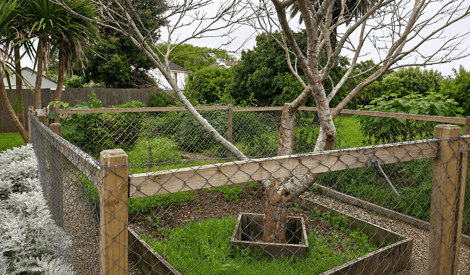 tree