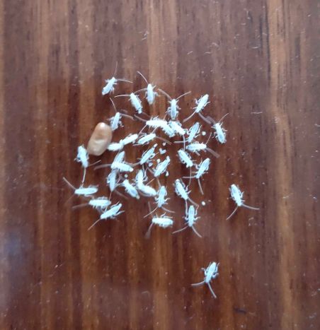 刚出生的美洲大蠊