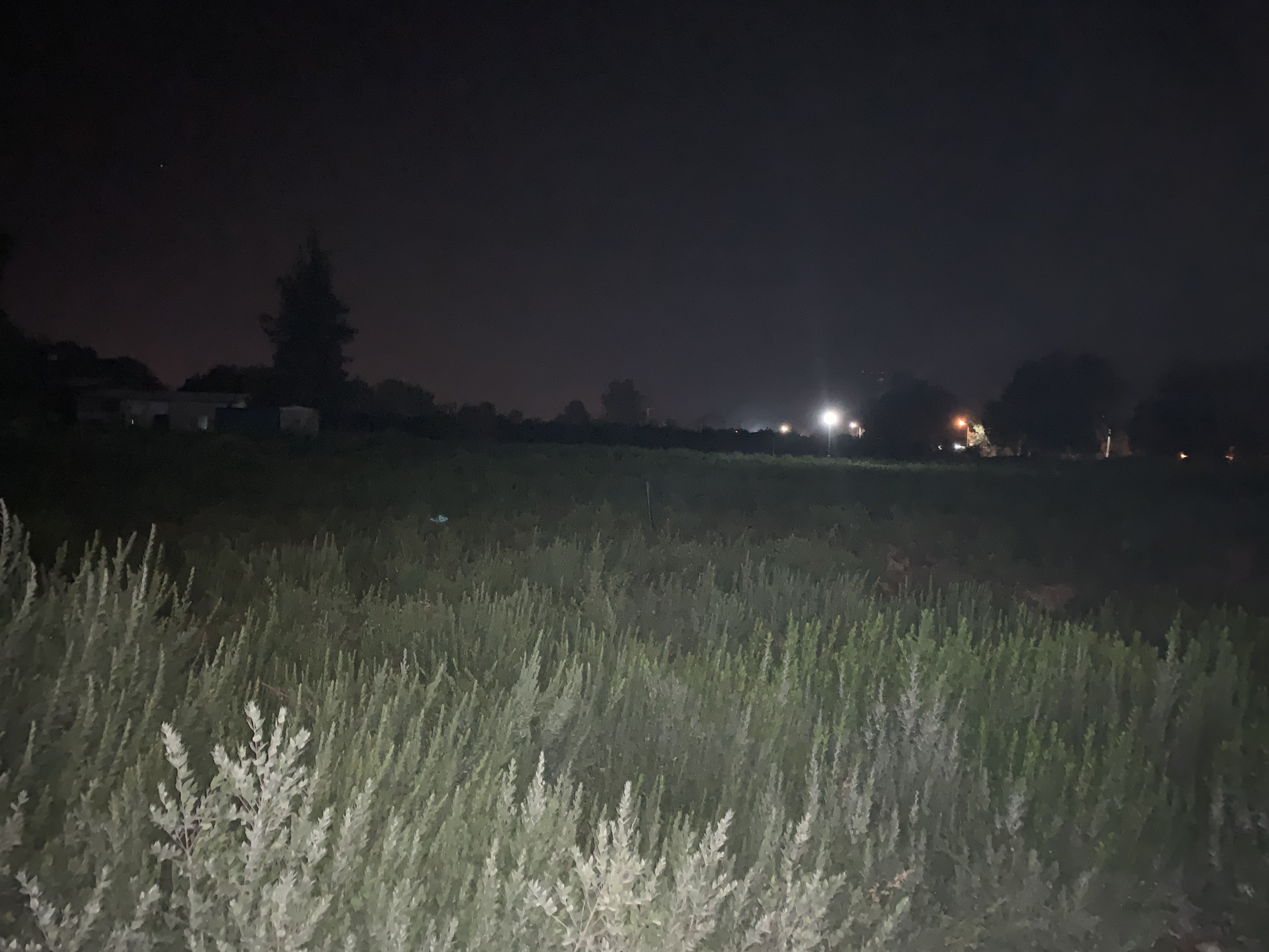 Field_lit_by_flashlight_in_Israel.jpg