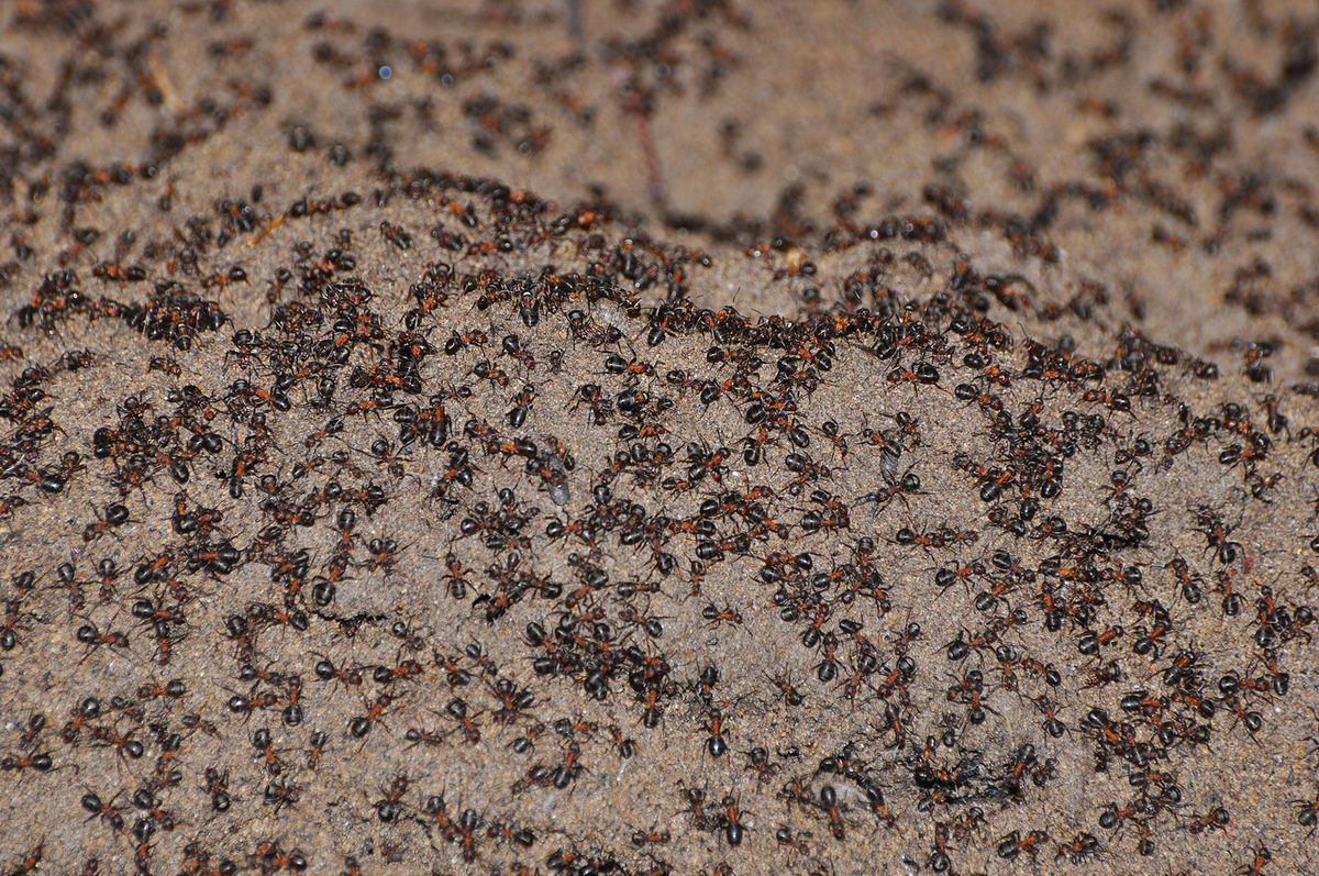 9000Colony.jpg