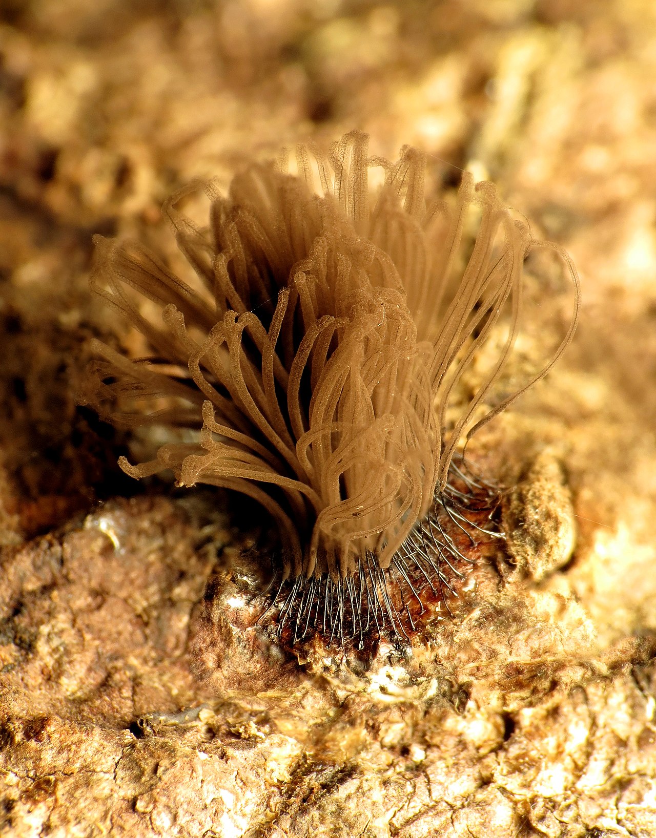 slime_mould