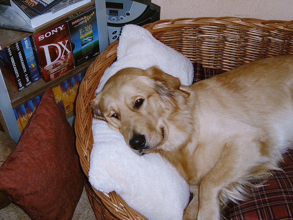 dog6.JPG