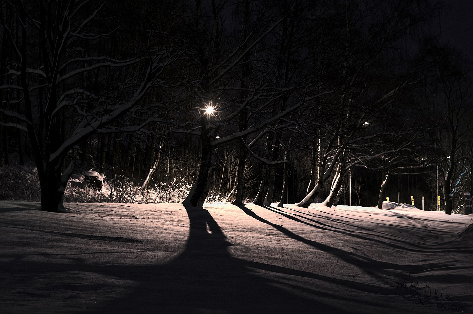 treesnow.jpg