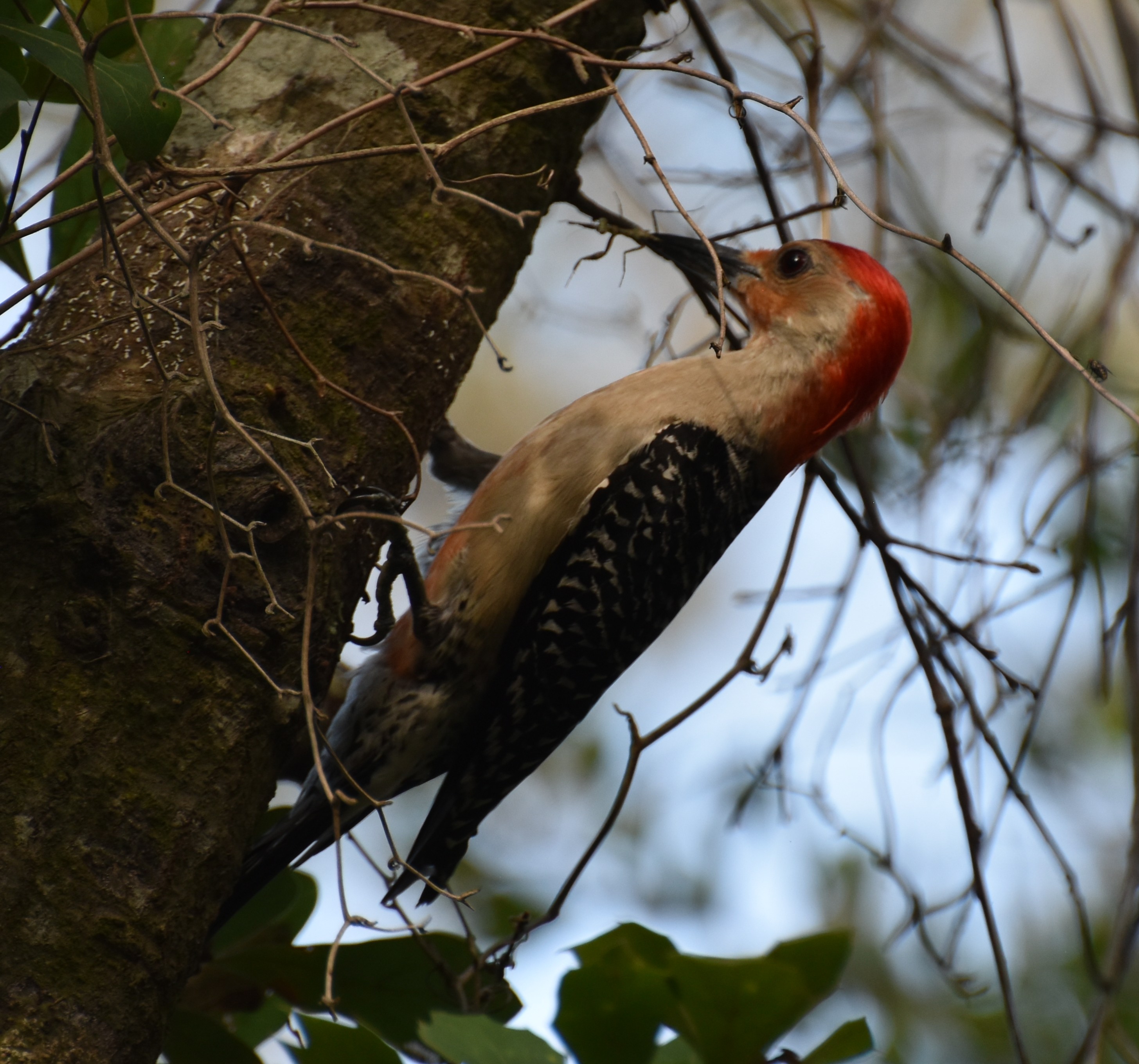 Red-belliedWoodpecker,Male,Pecking.JPG