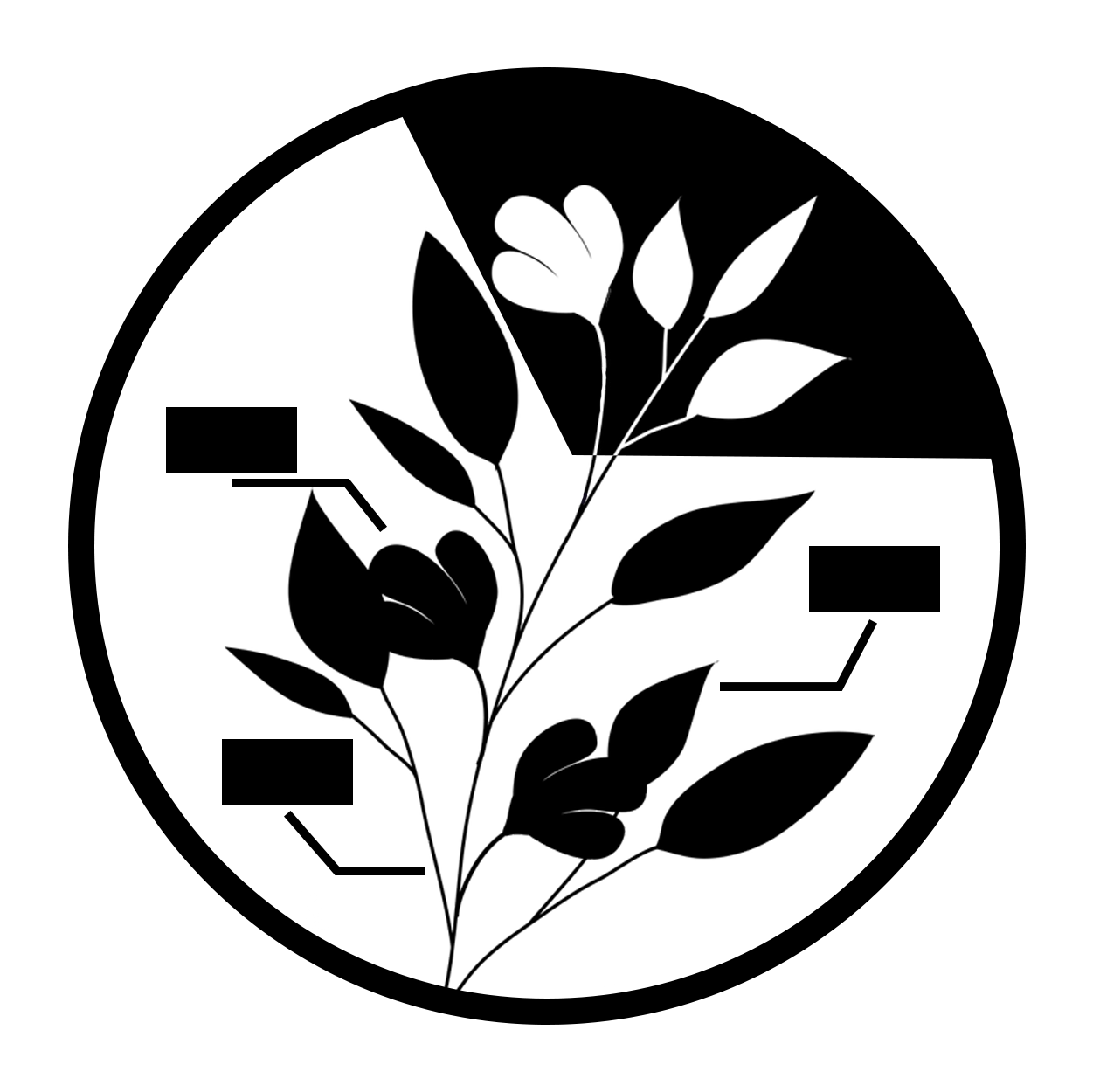 LinnesMoonflower.png